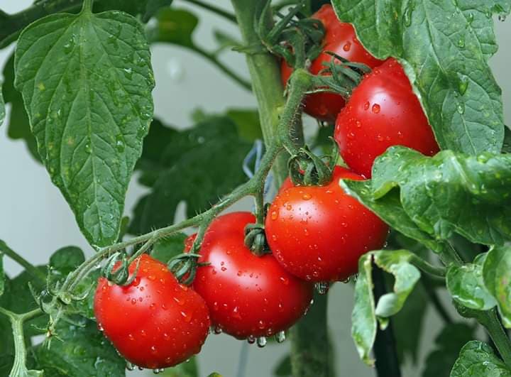 Ajutor de 3.000 de euro pentru producatorii de tomate! Inscrierea se face pana pe 15 mai!