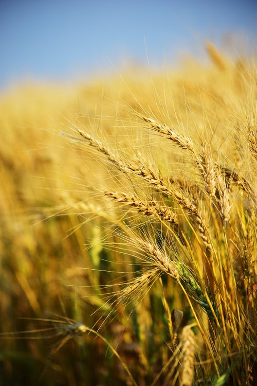 FAO anunta rezerve confortabile de cereale, in 2020