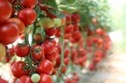 Sprijin de 1500 euro pentru legumele cultivate in spatii protejate
