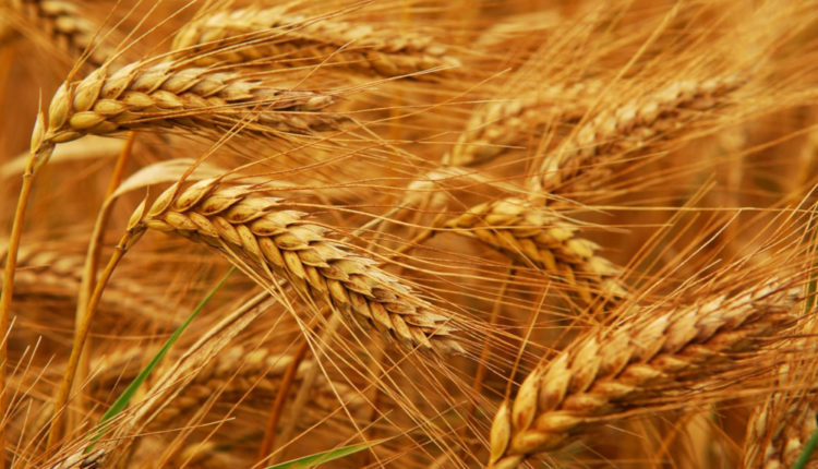 Stocurile de grau ar putea creste in sezonul 2020/21, anunta FAO