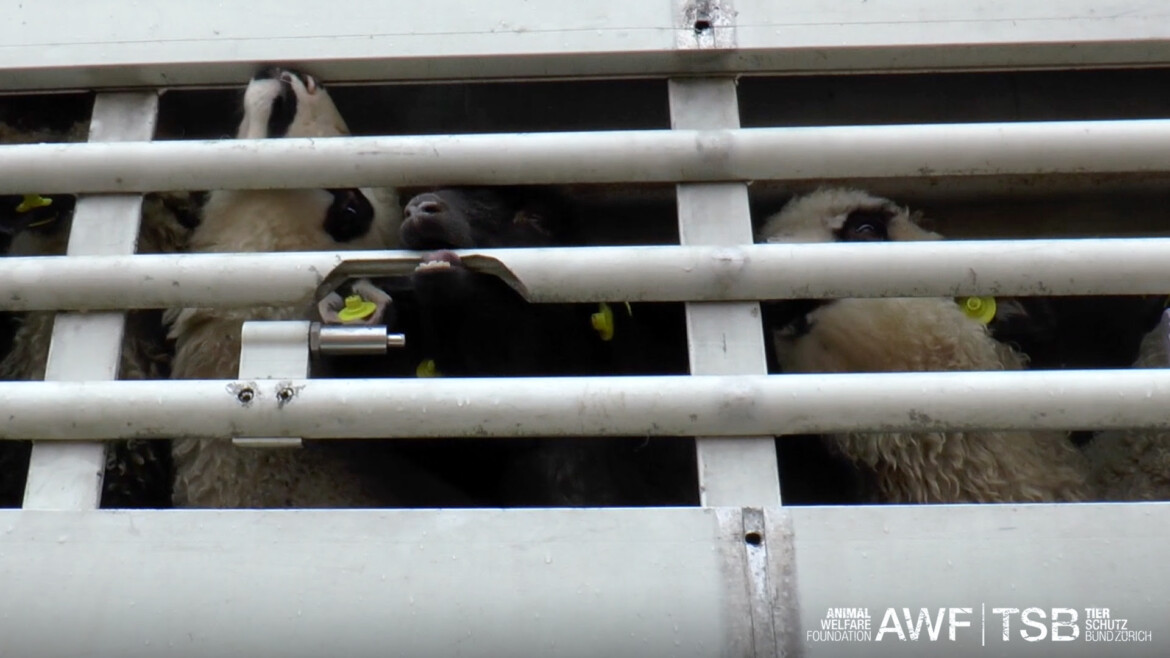 Animals International: Exportul de animale vii trebuie oprit pe timpul verii