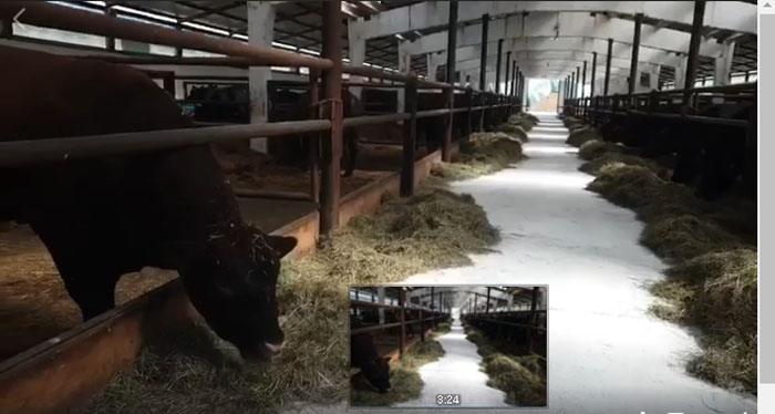 Ferma de bovine Aberdeen Angus de la Rociu, vizitata de ministrul Oros