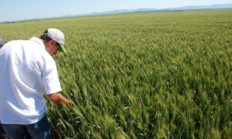 Judetul Braila, pe primul la productia de seminte pentru agricultura