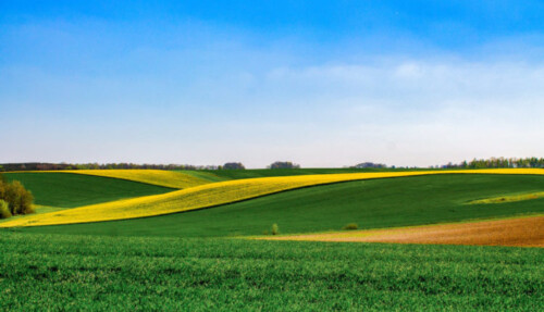Ministrul Agriculturii: Strainii detin 30% din terenul arabil al Romaniei 