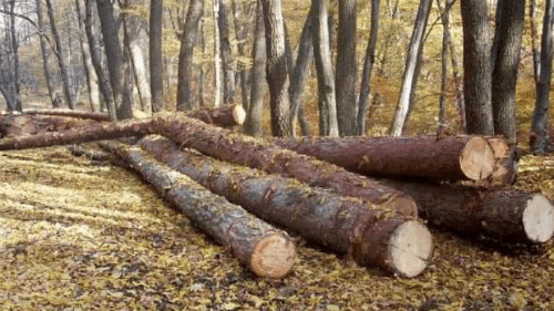 FORDAQ: “Ne  aflam  la a  7-a  prorogare  a termenului de operationalizare pentru SUMAL 2.0, sectorul forestier din Romania traieste sub amenintarea blocajului”