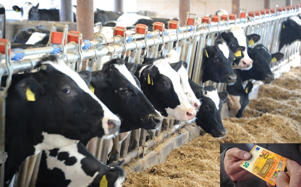 ProAgro cere sa nu mai fie sustinute fermele de bovine neeligibile