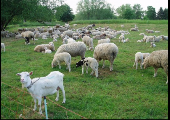 Ajutoare pentru sectoarele vegetal si zootehnic – speciile ovine si caprine