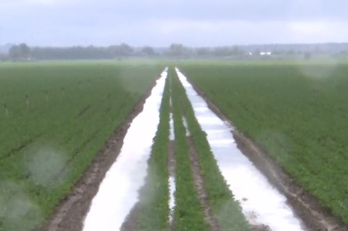 Circa 10.000 ha de legume, compromise de ploi in Galati