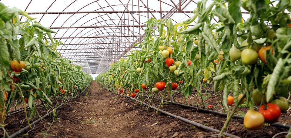100 mil. euro pentru sere si solarii, cat importurile de tomate. Romania are 207 ha de sera