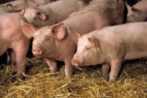 In Romania se construieste cea mai mare ferma de reproductie de porci din UE