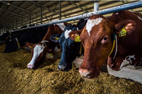Cum arata o ferma cu aproape 4.000 de vaci la Lacto Agrar
