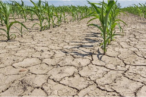 APPR solicita Ministerului Agiculturii despagubiri pentru culturile afectate de seceta