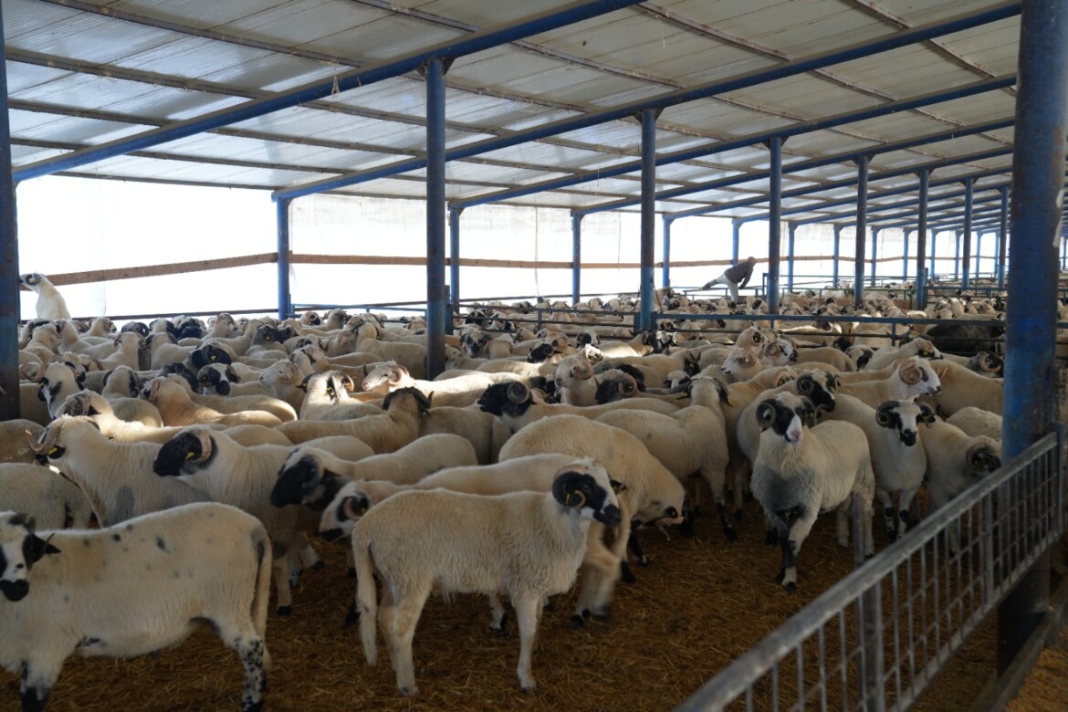 Dupa ovine, Romania deschide exportul de cereale si legume pe relatia cu Algeria
