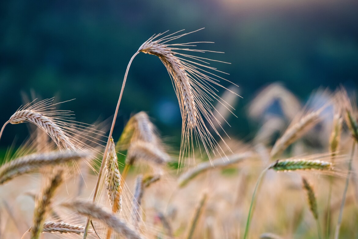 Exploatatiile agricole din Romania superioare celor din Franta la mai multe capitole