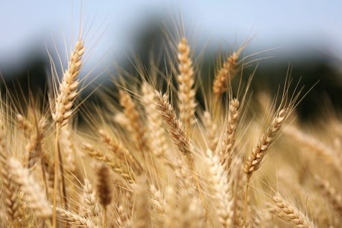 CITR- Număr duble de insolvente in agricultura, in acest an