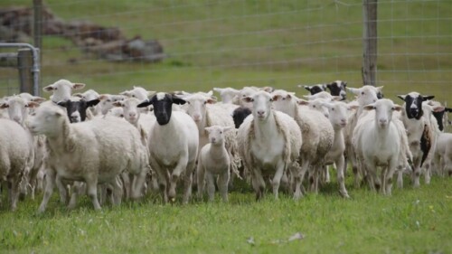 Comisia Europeana a extins interdictia privind exportul de ovine si caprine din Romania catre tarile terte pana la 31 decembrie 2026